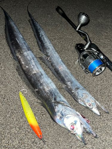 タチウオの釣果