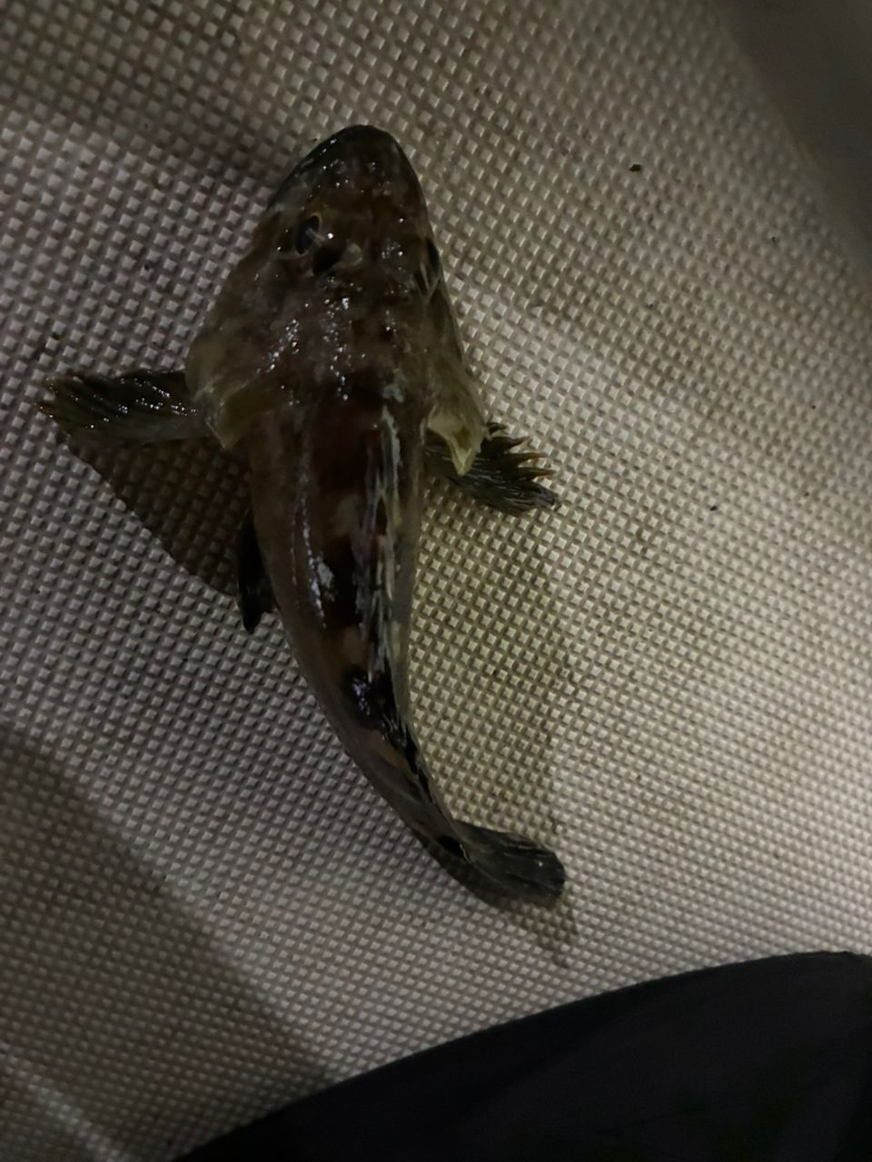 赤神のサンクスさんの釣果 1枚目の画像