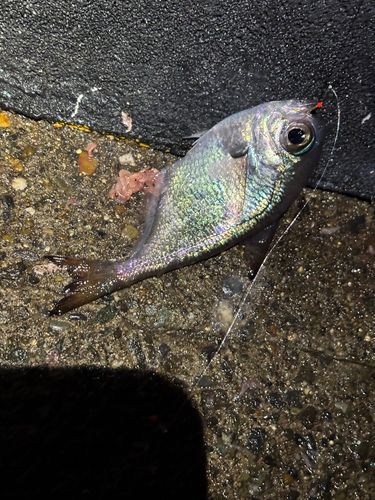 ハタンポの釣果