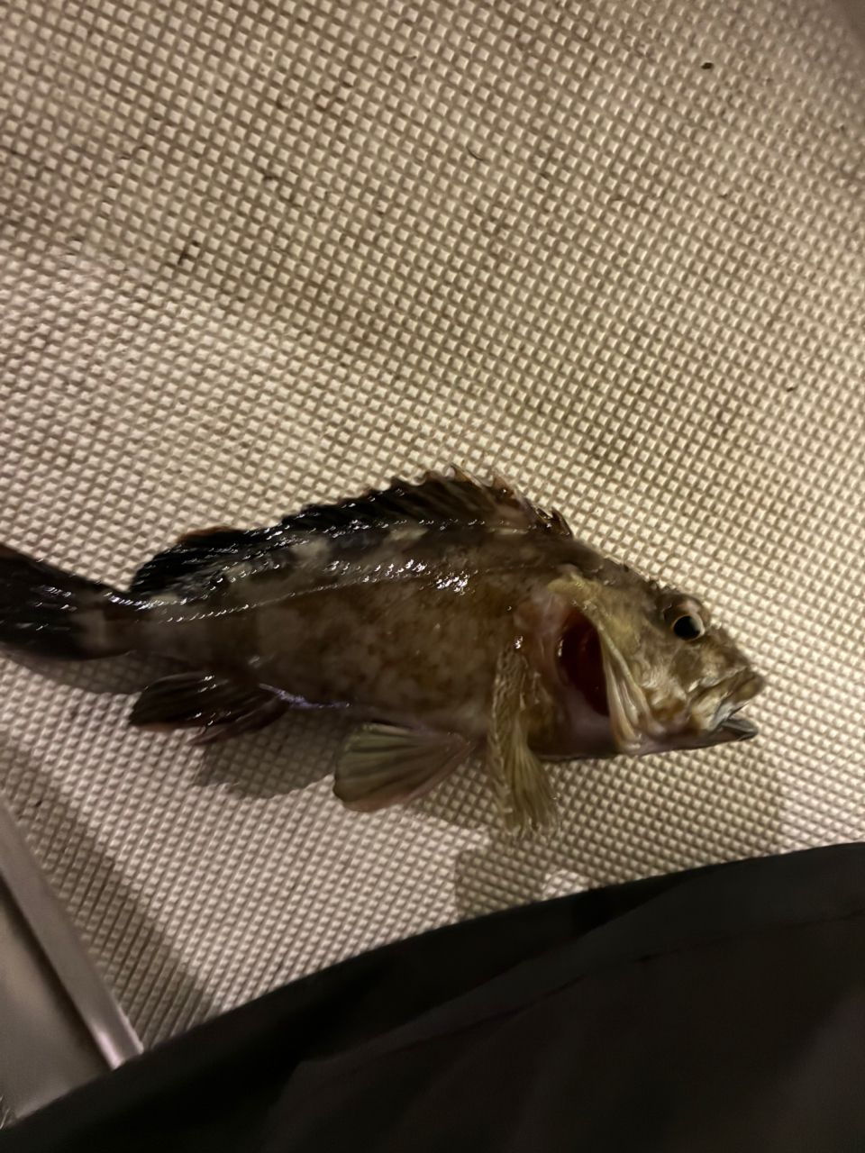 赤神のサンクスさんの釣果 1枚目の画像