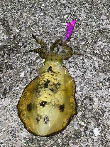 アオリイカの釣果