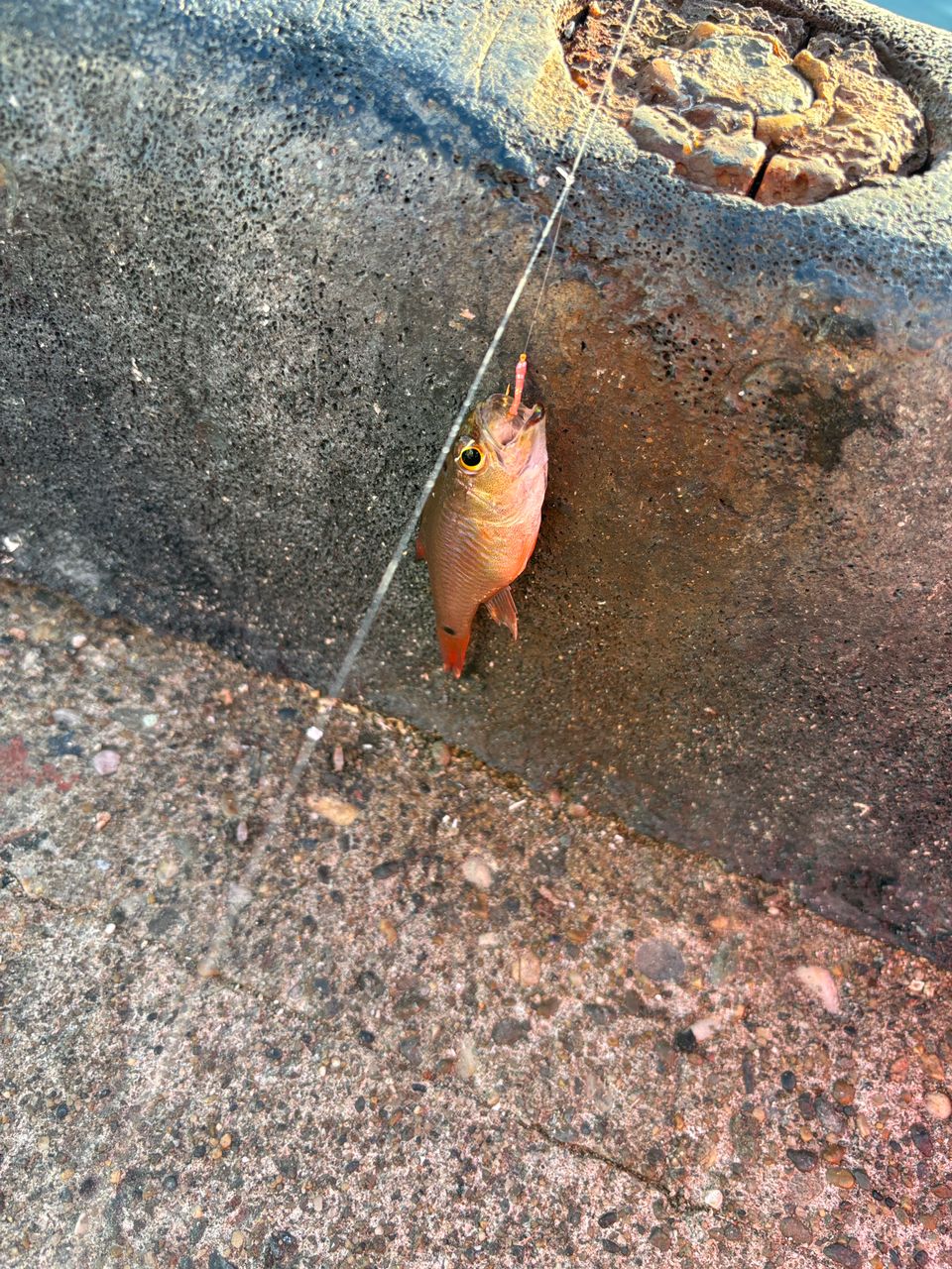 クロホシイシモチ