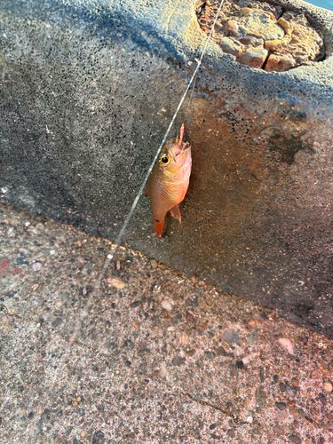 クロホシイシモチの釣果