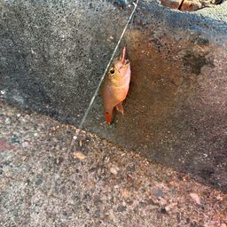 クロホシイシモチ