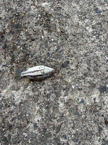 キタマクラの釣果