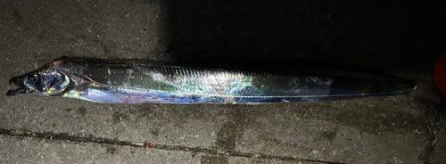 タチウオの釣果