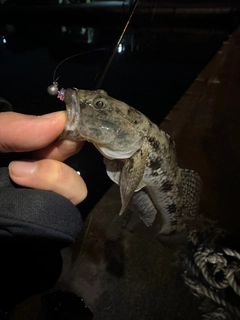 ウロハゼの釣果