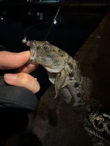 ウロハゼの釣果