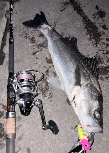 シーバスの釣果