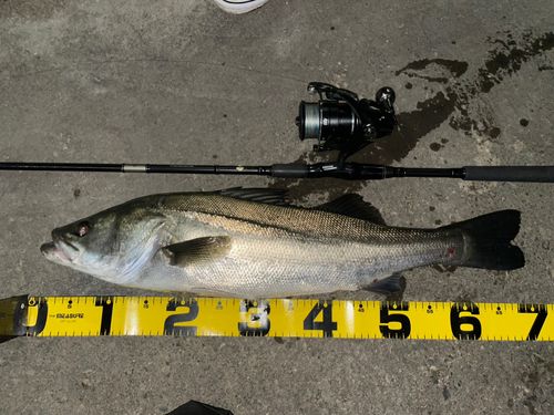 シーバスの釣果