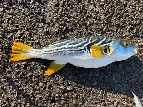 シマフグの釣果