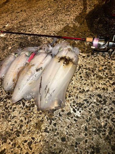 アオリイカの釣果