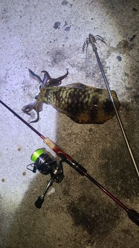 アオリイカの釣果