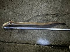 マアナゴの釣果