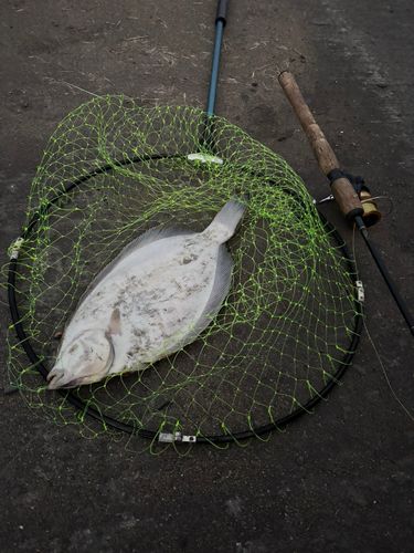 カレイの釣果