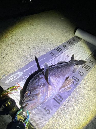 クロソイの釣果