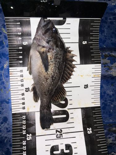 クロソイの釣果