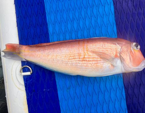 アカアマダイの釣果