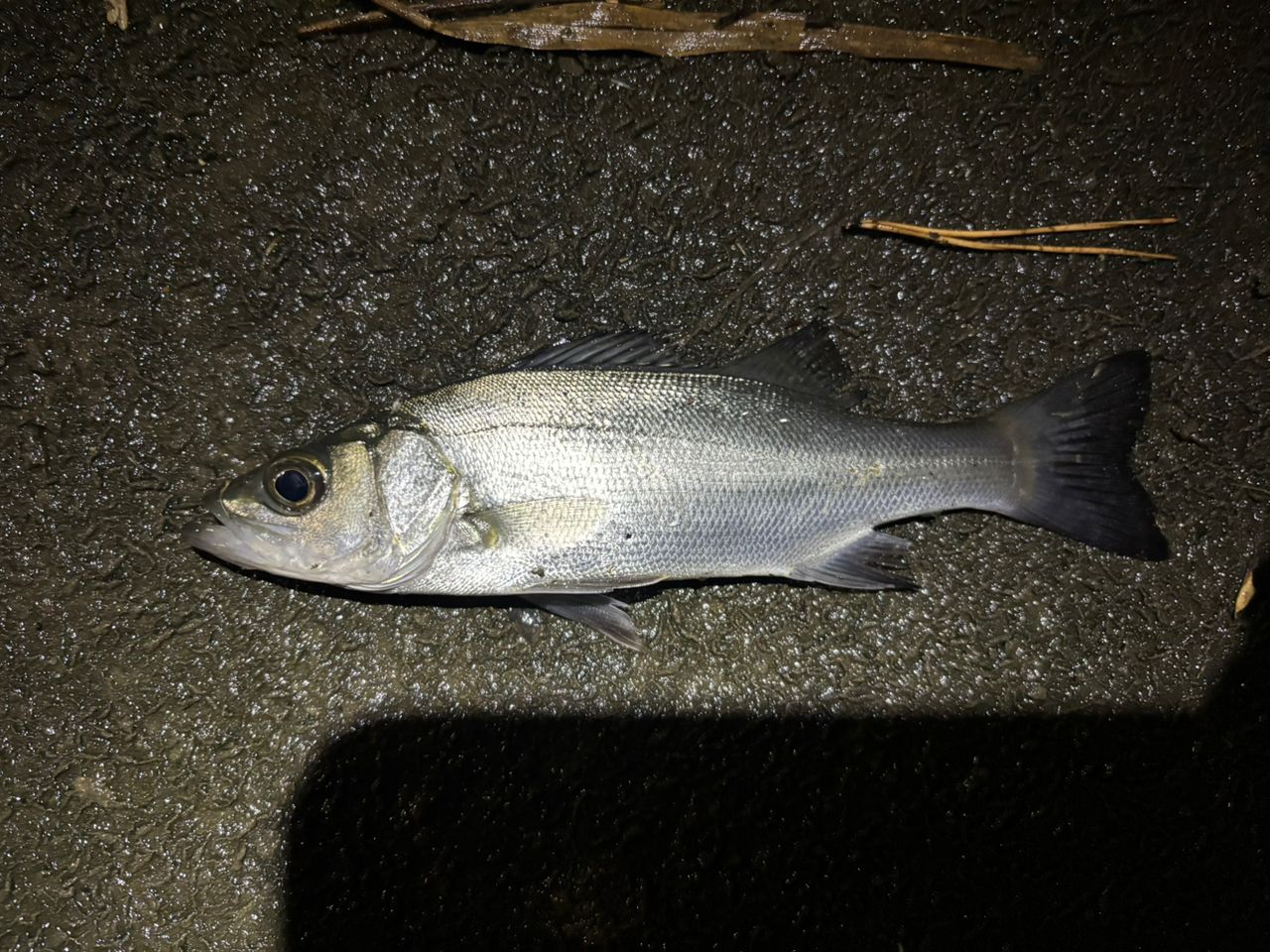 SHIMANO 23ソアレ BB アジング S58UL-Sの最安値・インプレ・釣果