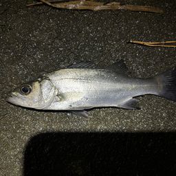 セイゴ（マルスズキ）