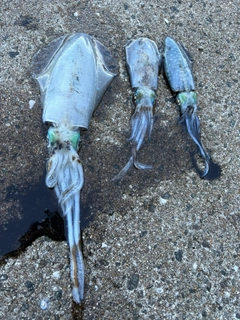 アオリイカの釣果