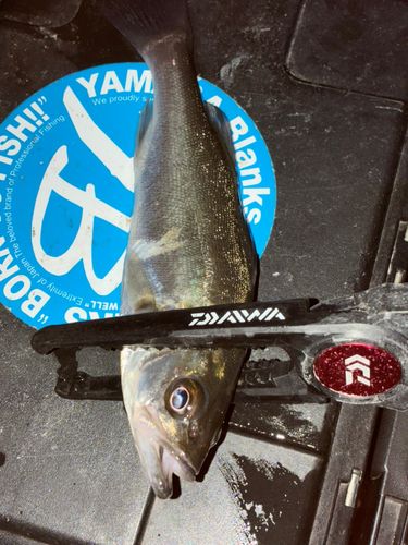 セイゴ（マルスズキ）の釣果