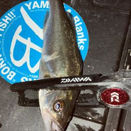 セイゴ（マルスズキ）