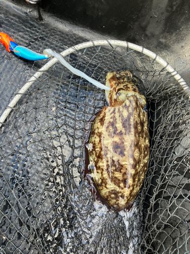 モンゴウイカの釣果