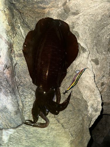 イカの釣果