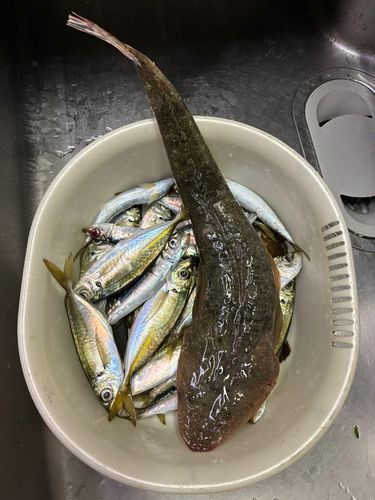 マゴチの釣果