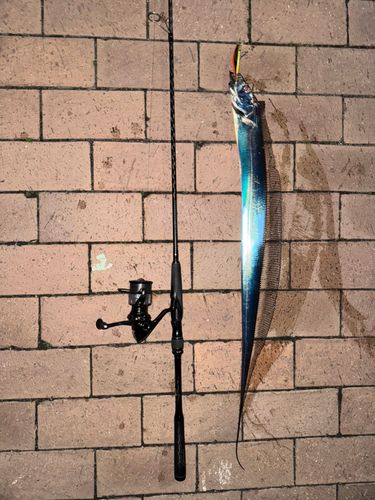 タチウオの釣果