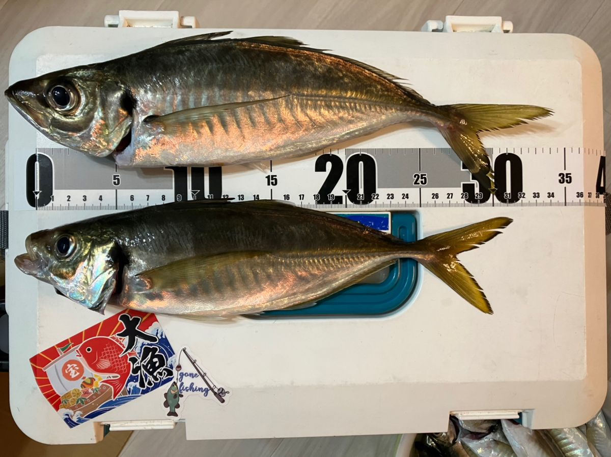 猫大好き！(元hide)さんの釣果 2枚目の画像