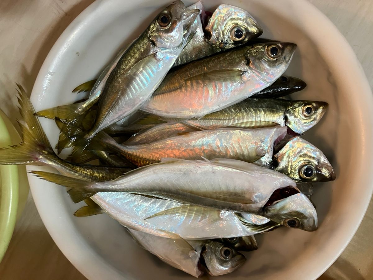 猫大好き！(元hide)さんの釣果 3枚目の画像