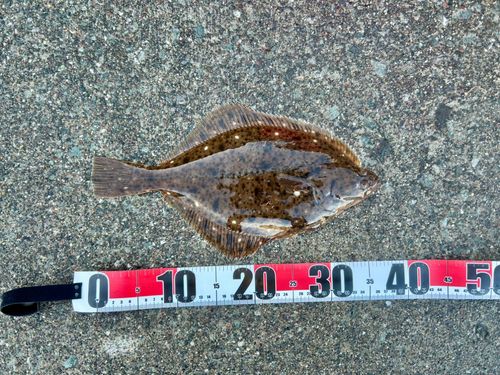 イシガレイの釣果