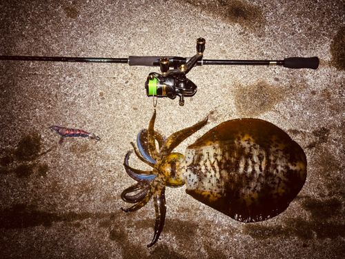 アオリイカの釣果