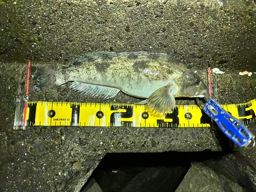 アブラコの釣果