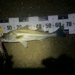 セイゴ（マルスズキ）