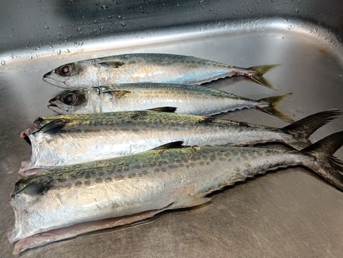 サゴシの釣果