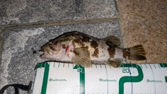 タケノコメバルの釣果