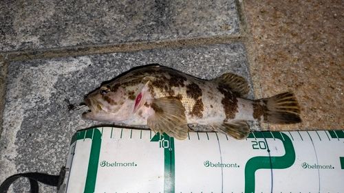 タケノコメバルの釣果