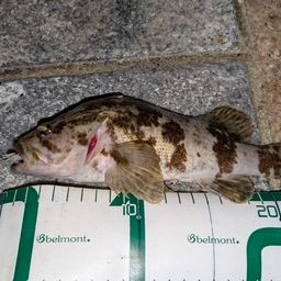 タケノコメバル