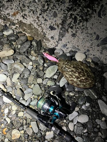 コウイカの釣果