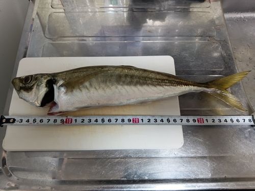 マルアジの釣果