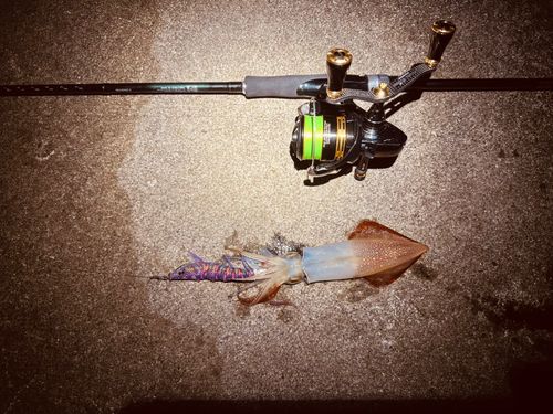 ヤリイカの釣果
