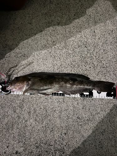 アイナメの釣果