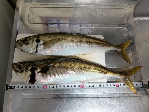 マアジの釣果