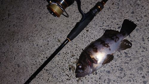クロメバルの釣果