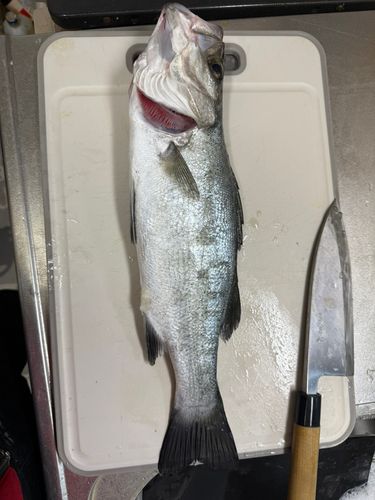 フッコ（ヒラスズキ）の釣果