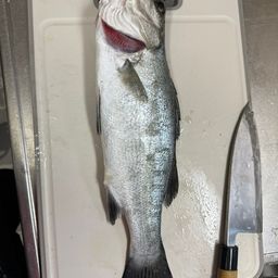 フッコ（ヒラスズキ）