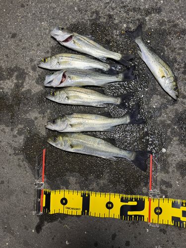セイゴ（タイリクスズキ）の釣果